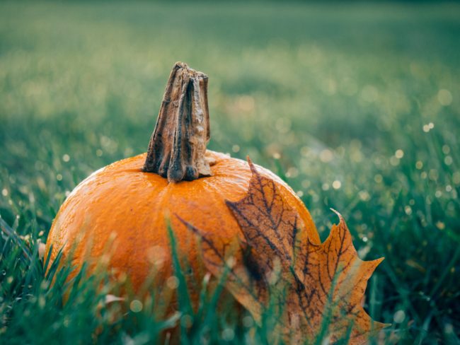 fall pumpkin